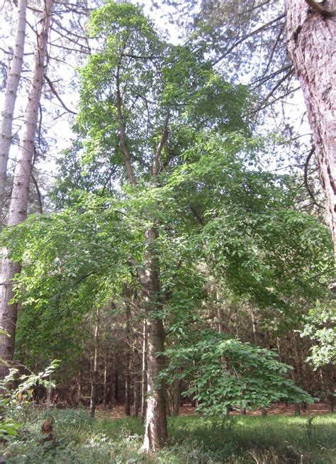 Cherry - Tree Guide UK - Wild Cherry tree identification