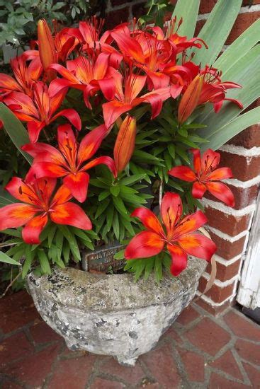 Stargazer Lily Meaning, Colors, and Symbolism | Balcony Garden Web