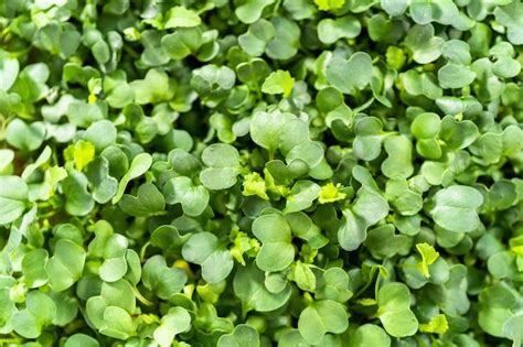 Premium Photo | Harvesting radish microgreens from a large plastic tray.