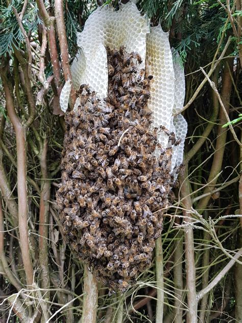 Bee & Bees Nest Removal in Stoke on Trent, Staffordshire & Cheshire