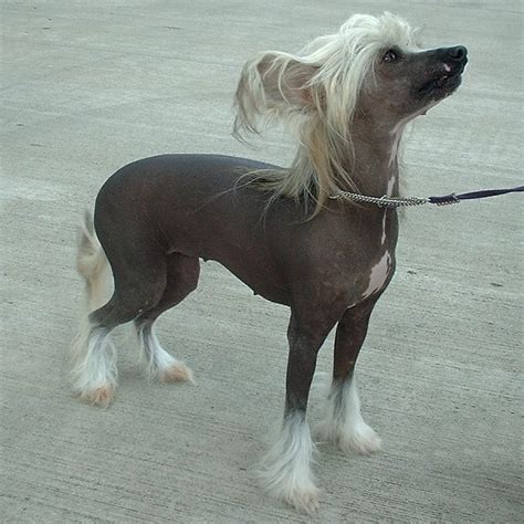 File:Chinese Crested Dog 600.jpg - Wikipedia, the free encyclopedia