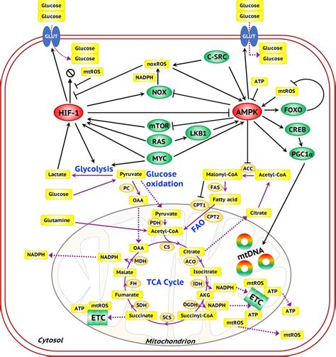 The Glycolysis Pathway