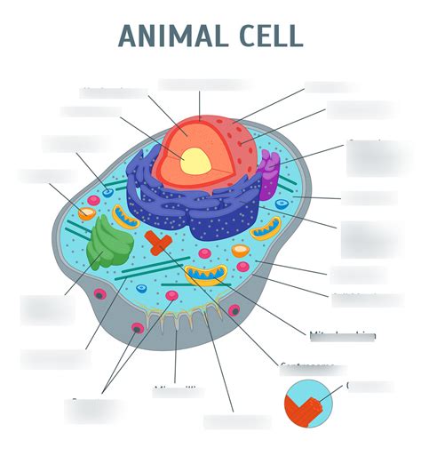 Plant And Animal Cell Diagram Quiz