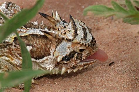 Texas Horned Lizard 'tonguing' an ant | Horned lizard, Lizard, Lizard image