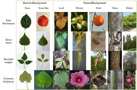 Plant Identification 2013 | ImageCLEF / LifeCLEF - Multimedia Retrieval ...