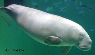 The Dugong | Info-Facts and Photos | The Wildlife