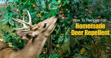 How To Recipes For Homemade Deer Repellent