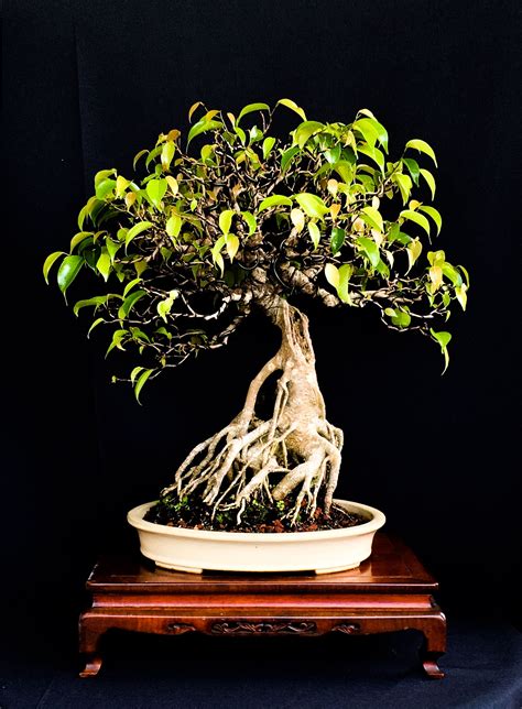 Ficus Benjamina Bonsai | Pohon bonsai, Bonsai, Pohon