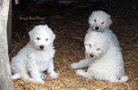 Komondor puppies for sale