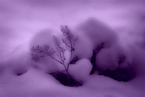 Purple Softness by ShinyWish on deviantART | Purple, Shades of purple ...