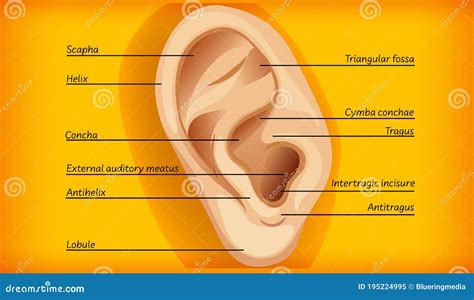 Anatomy of external ear stock vector. Illustration of conchae - 195224995