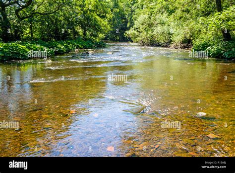 The shallow River Derwent in the height of Summer, flowing past trees ...