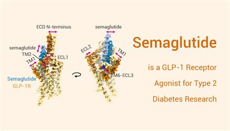 Semaglutide is a GLP-1 Receptor Agonist for Type 2 Diabetes Research ...