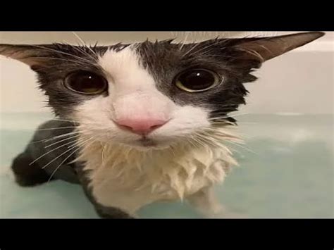 Top 10 Soggy Cats. - YouTube