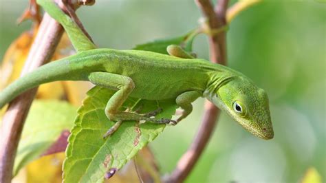 Green Anole Care Guide - Ruxley Manor