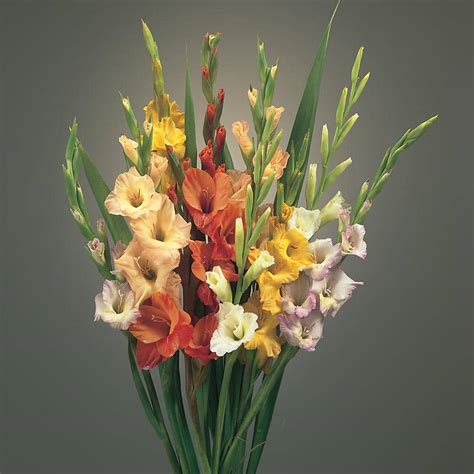 Blended Gladiolus Bulb (30-Pack) 36765 - The Home Depot