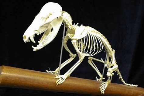 Opossum Skeleton | With Examples | Assorted Animals