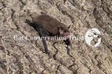 Daubenton's bat - Photo Library - Bat Conservation Trust