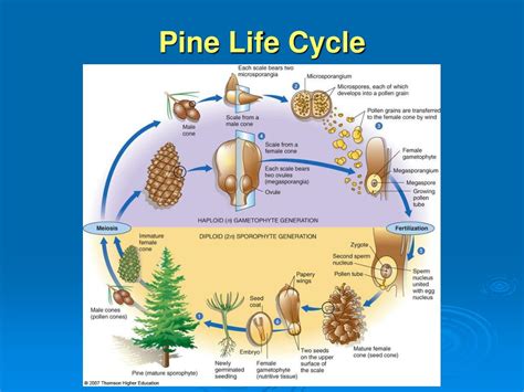 Eastern White Pine Life Cycle