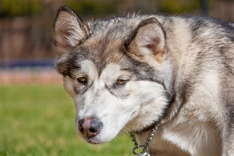 Alaskan Malador Dog Breed Pictures, Characteristics, and Facts - Rested ...