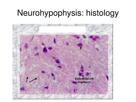 PPT - Next, the posterior pituitary PowerPoint Presentation, free ...