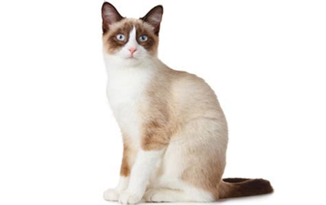 The Rare Snowshoe Cat & Its Unique Characteristics – Pouted Magazine