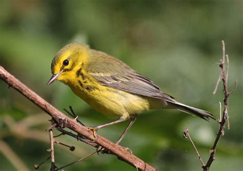 Mark James Pearson: Bird of the Week #8 - Prairie Warbler