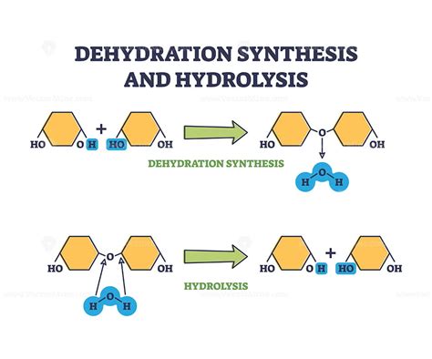 Dehydration synthesis and hydrolysis chemical process stages outline diagram - VectorMine