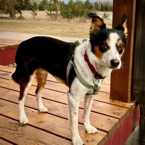 Dog for adoption - Buddy (ID), a Border Collie & Rat Terrier Mix in Naples, ID | Petfinder