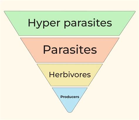 Ecological Pyramid - Definition, Types, Importance, Limitations - GeeksforGeeks