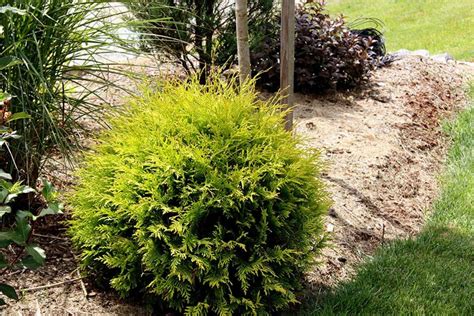 Golden Globe Dwarf Arborvitae Thuja Live Plant Trade | Etsy