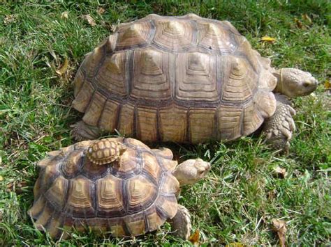 Russian Tortoises: My Guide | Tortoises, Sulcata tortoise, Tortoise care