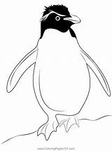 Rockhopper Penguin Coloring Page For Kids  Free Penguins Printable sketch template