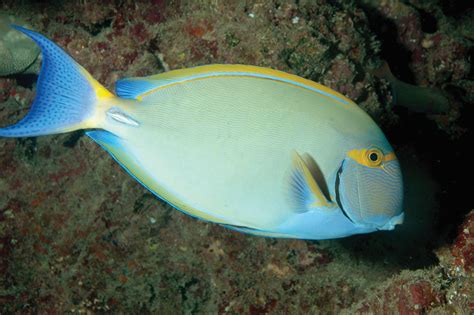 Surgeonfish | SPC Coastal Fisheries and Aquaculture - CBFM