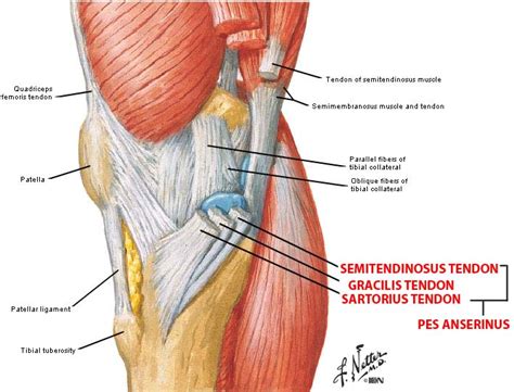 Pes Anserinus Bursitis Symptoms and Treatment | Bone and Spine