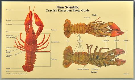 Internal Anatomy Of A Crayfish