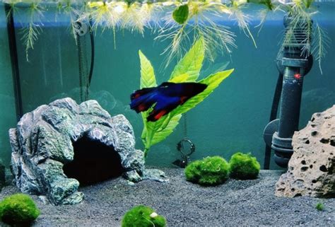 The Honest Truth About Black Diamond Blasting Sand Safety in Aquarium ...