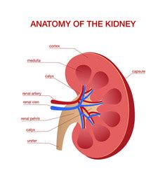 Human kidney medical diagram with a cross section Vector Image