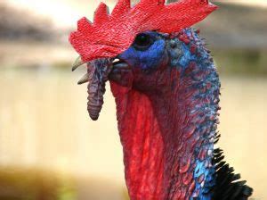 Crossbreeding Chicken with Turkey | BackYard Chickens - Learn How to ...