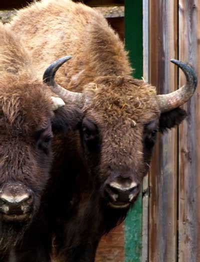 Bison Cattle Introgressions: our dirty past