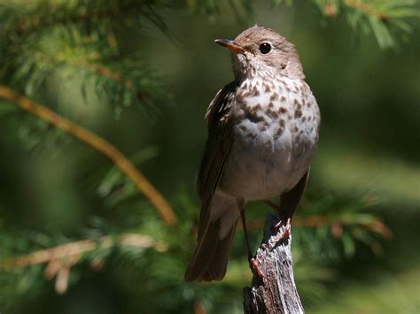 Bird In Everything: Birds Of Florida Identification