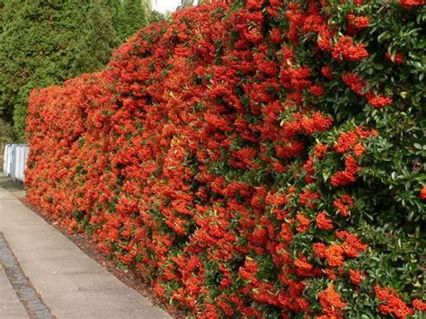 Pyracantha Firethorn Cultivation, Planting, Care, Training, hedge ...