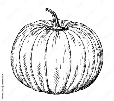 Drawing of pumpkin - hand sketch of Cucurbita, black and white illustration Stock Vector | Adobe ...