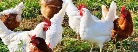 Accueil Poulet de grain Ferme Bourgeois élevage de volailles avec ventes au comptoir et abattage ...