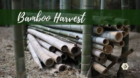 Harvesting Bamboo: When, why and how - Bambu Batu