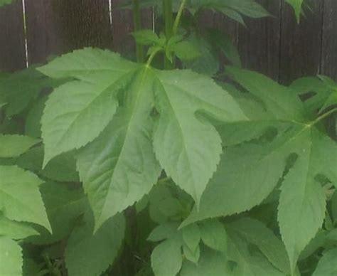 Large lobed leaves 3 to 5 feet tall