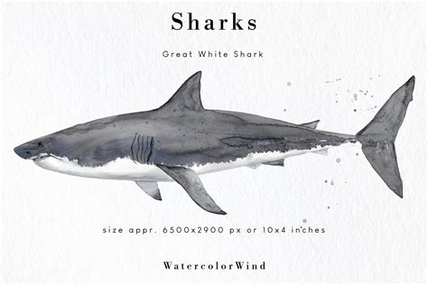 Watercolor Shark PNG Clipart (374061) | Illustrations | Design Bundles