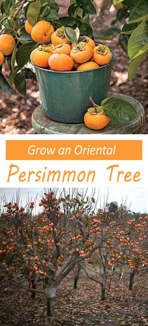 How to Plant and Grow Persimmon, Growing Persimmons From Seed ...