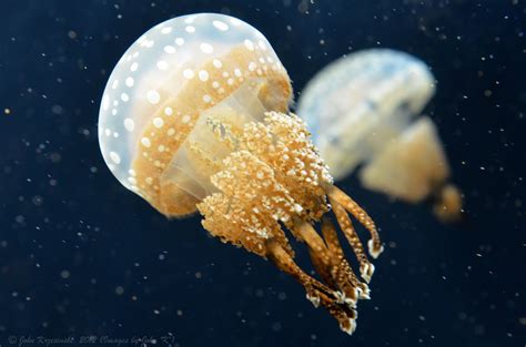 Jellyfish at the Monterey Bay Aquarium | Monterey bay aquarium ...