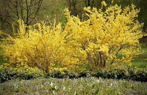 Forsythia Flowers: Bright Blooms with Deep Meanings and Symbolism ...